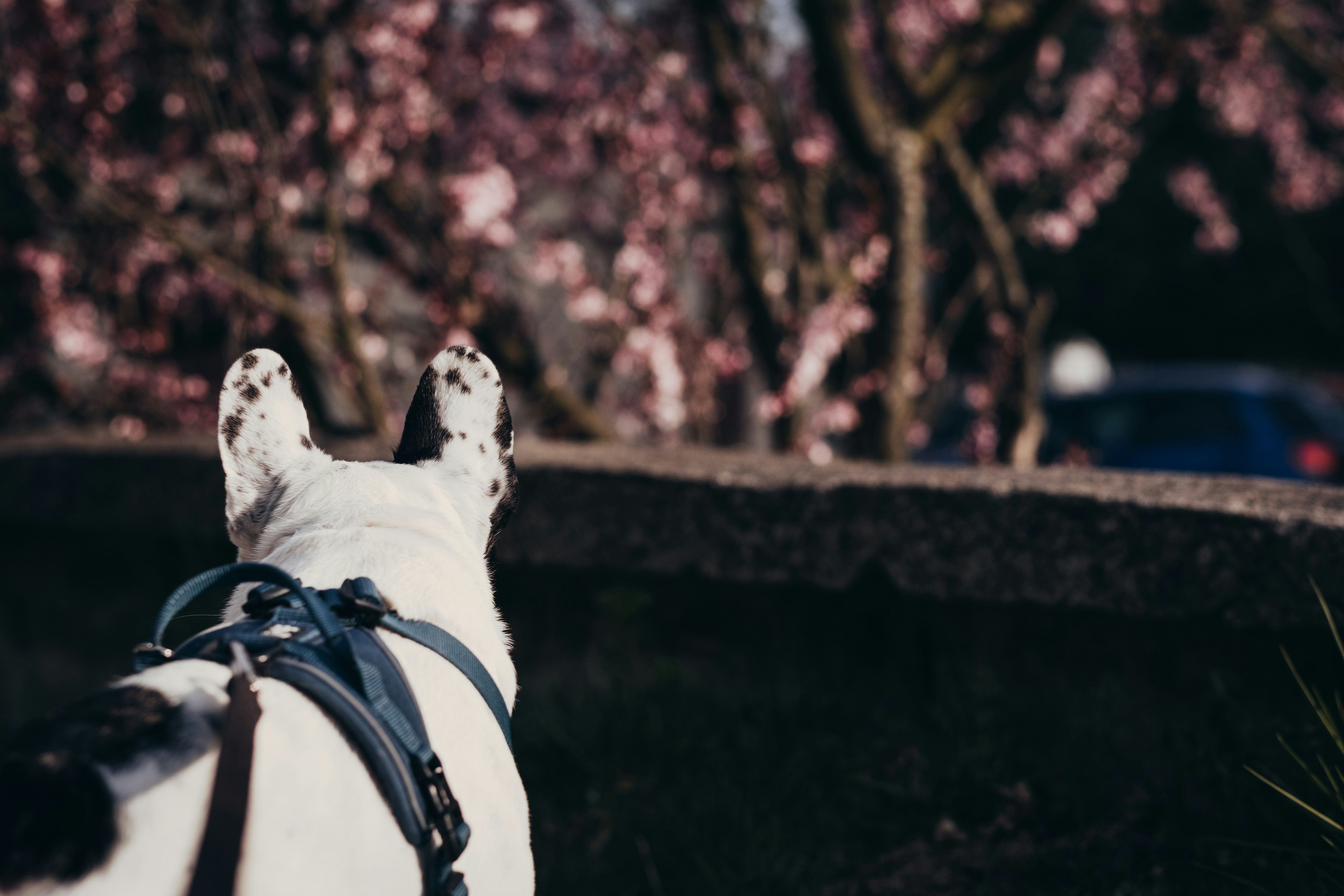 white and black short coated dog with black leash